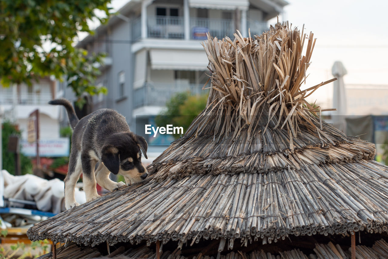 CLOSE-UP OF A CAT WITH ROOF