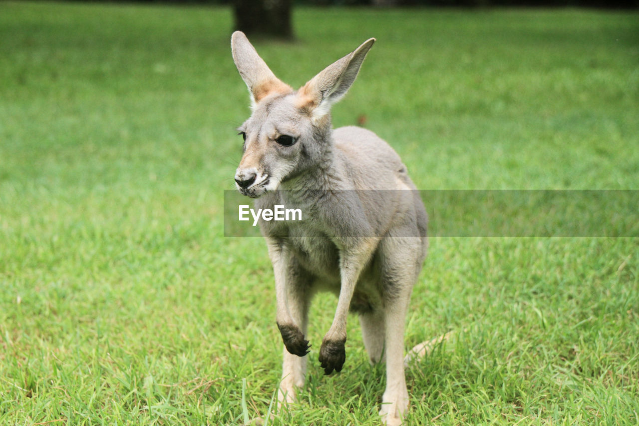 PORTRAIT OF DEER ON GRASS FIELD