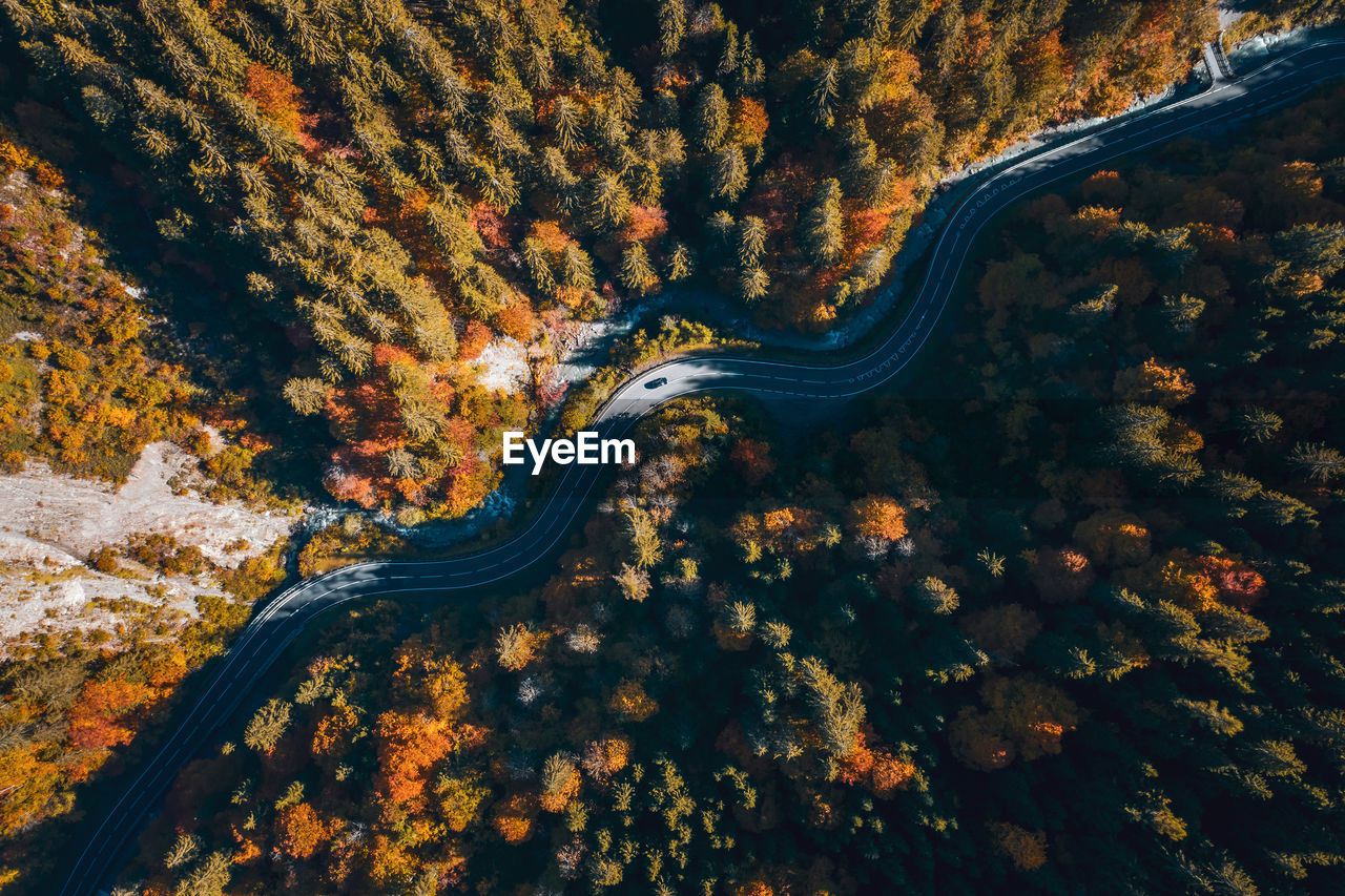 HIGH ANGLE VIEW OF TREES BY PLANTS