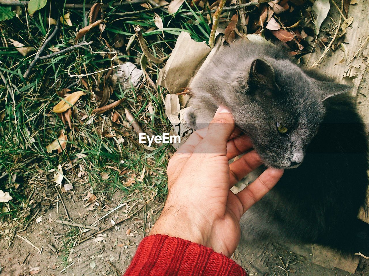 High angle view of hand touching cat