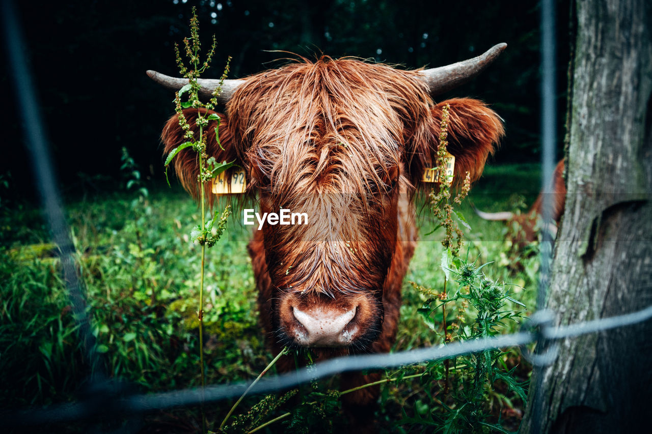 PORTRAIT OF A HORSE IN A FARM