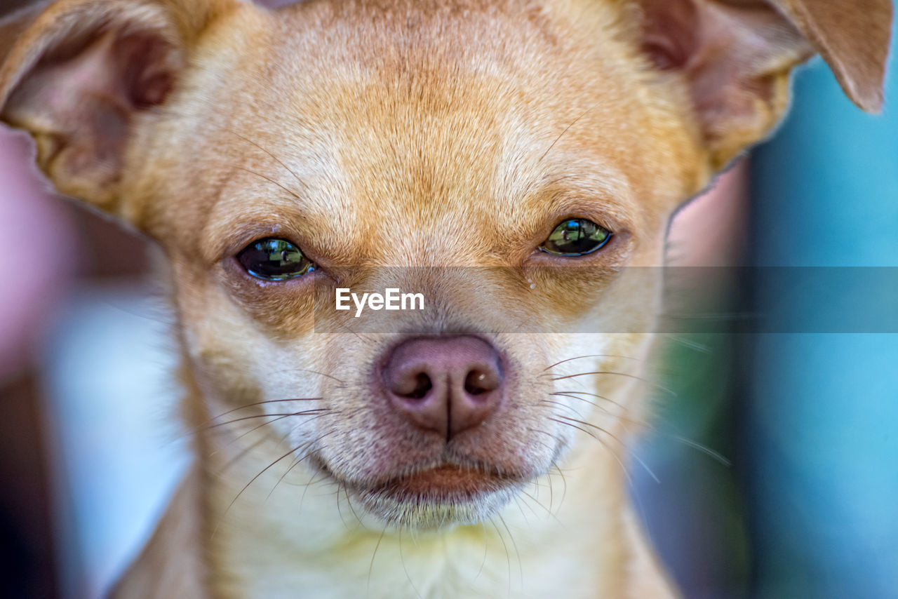 Close-up portrait of dog