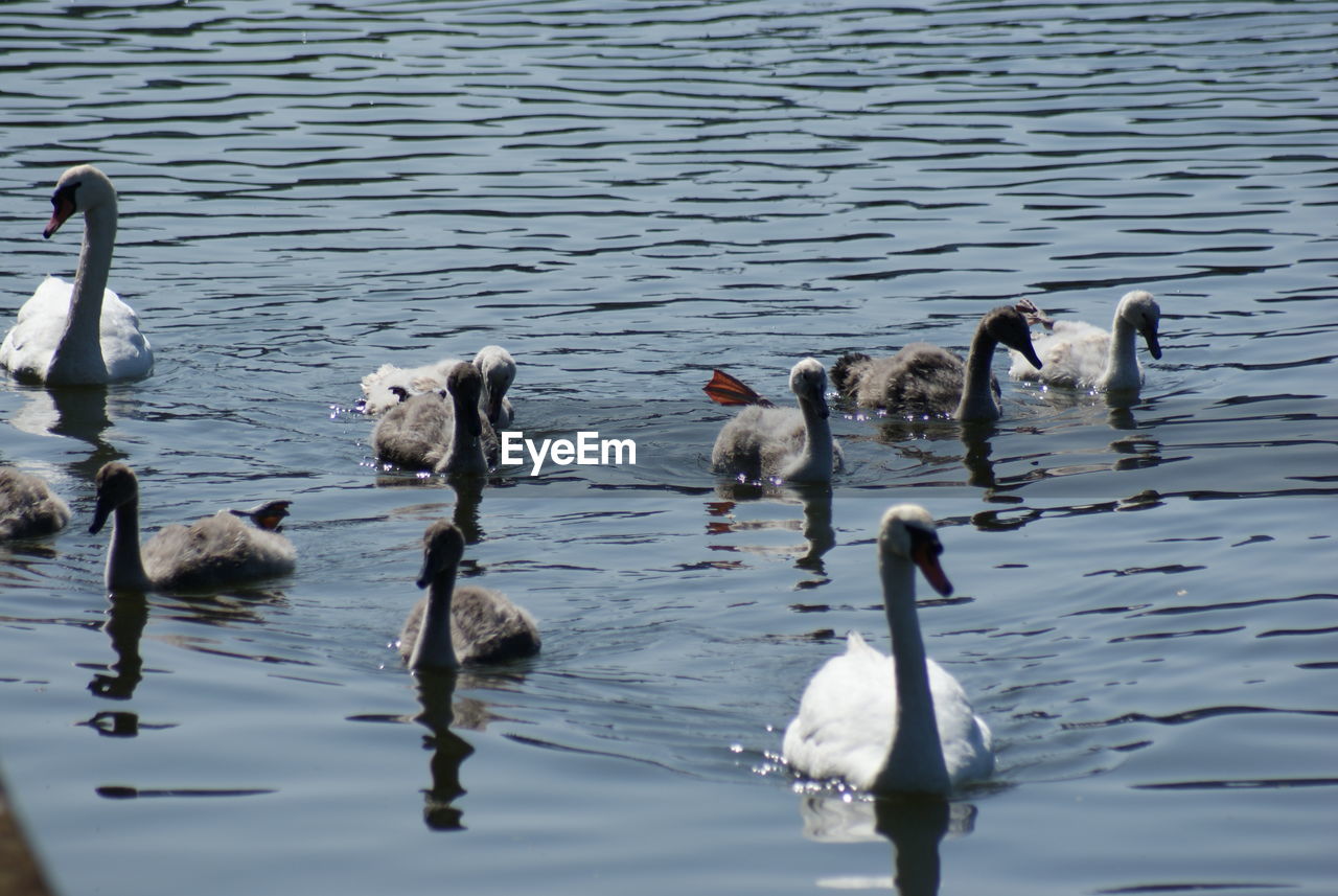 SWANS IN LAKE