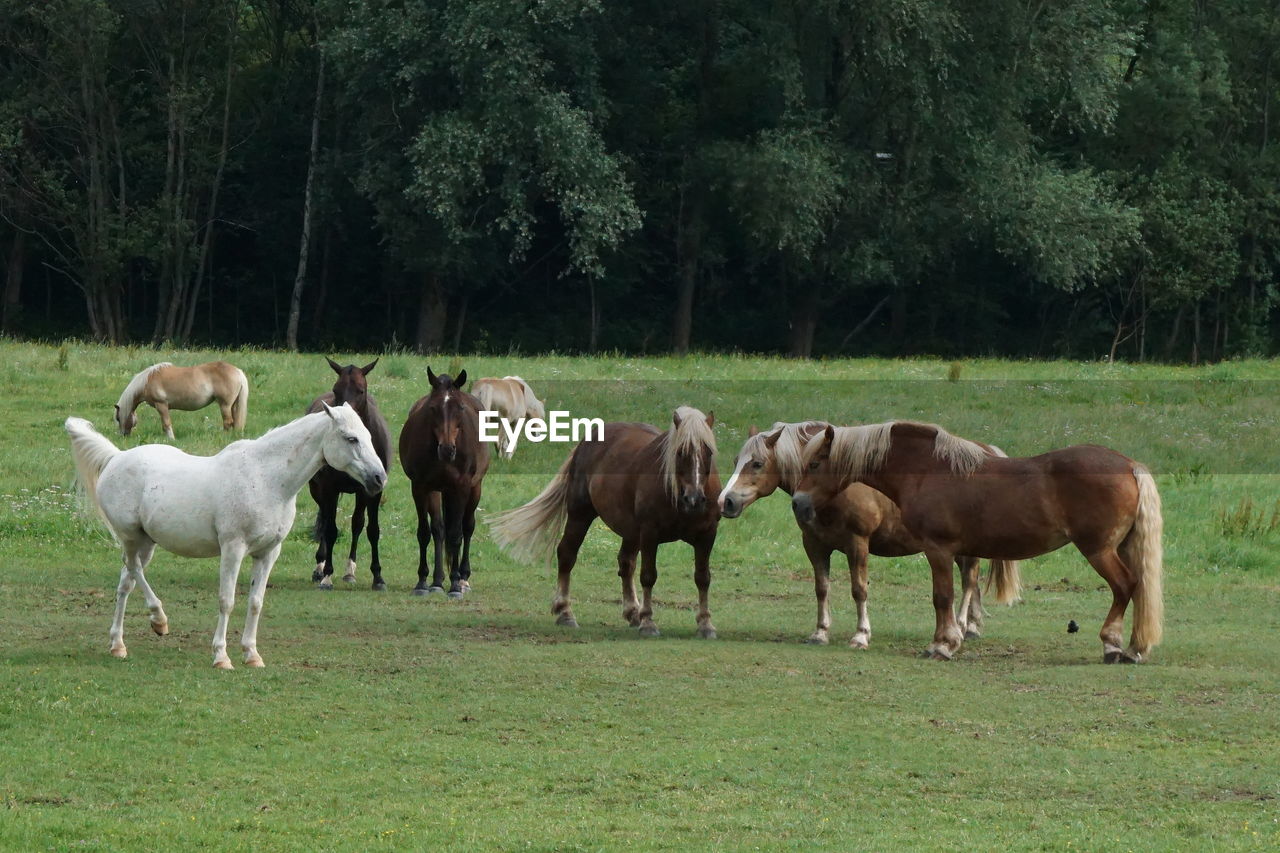 Horses in a field