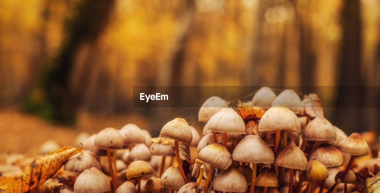 A group of mushrooms in the forest