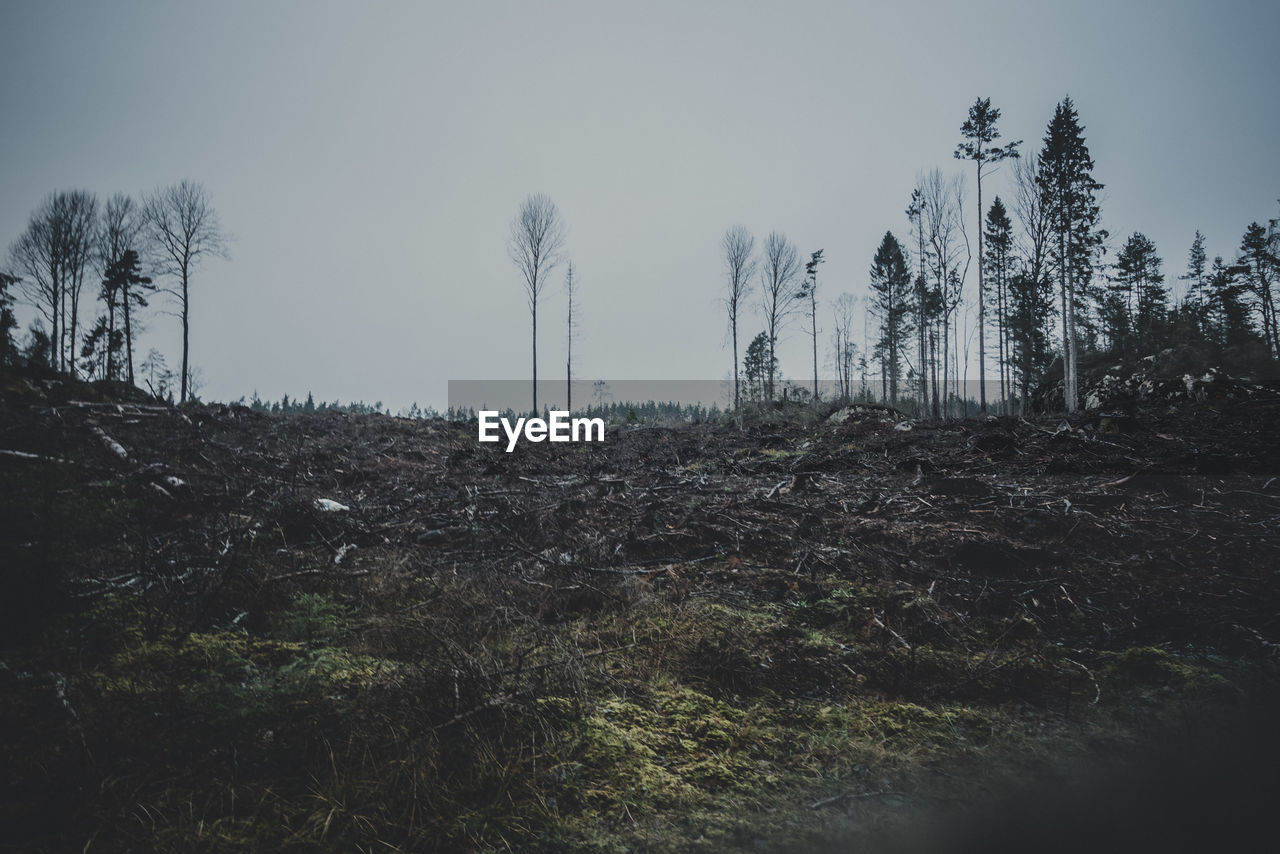 TREES ON FIELD AGAINST CLEAR SKY