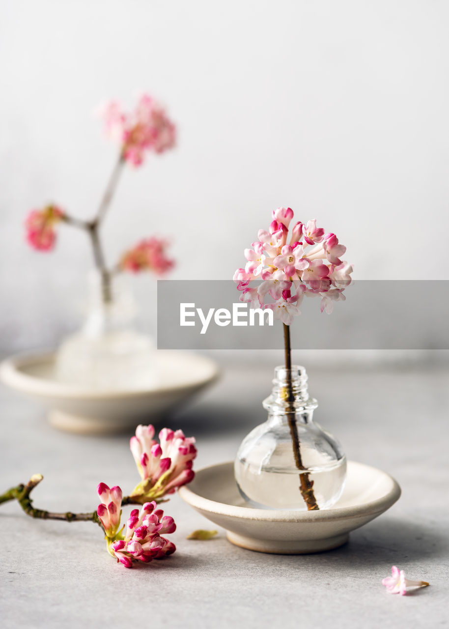 flower, plant, flowering plant, pink, freshness, nature, beauty in nature, blossom, food and drink, no people, studio shot, food, still life, fragility, indoors, springtime, petal, spring, table, close-up, flower head, vase, decoration, tree, porcelain, focus on foreground, arrangement