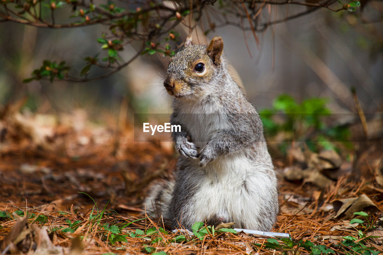 Single grey squirrel close-up