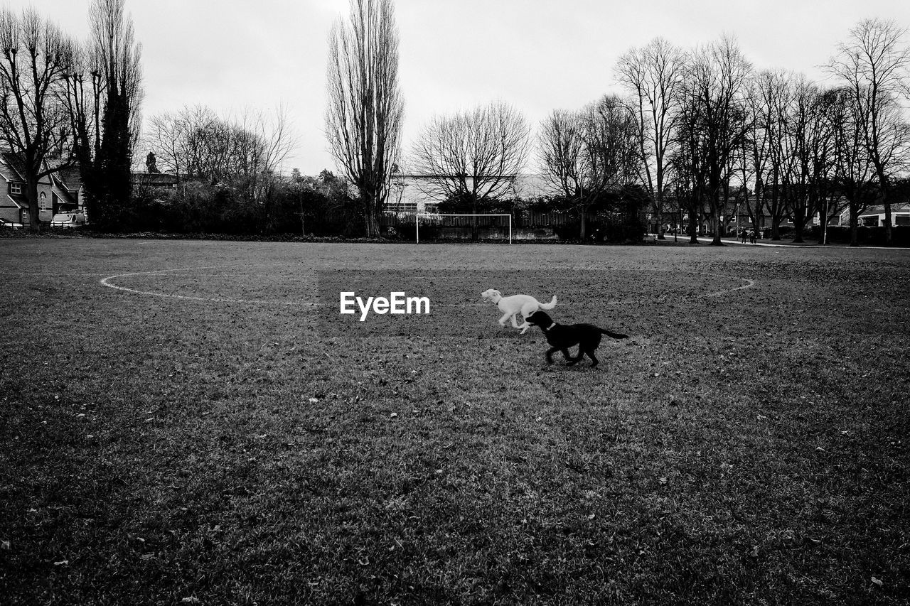 DOG RUNNING IN THE FIELD