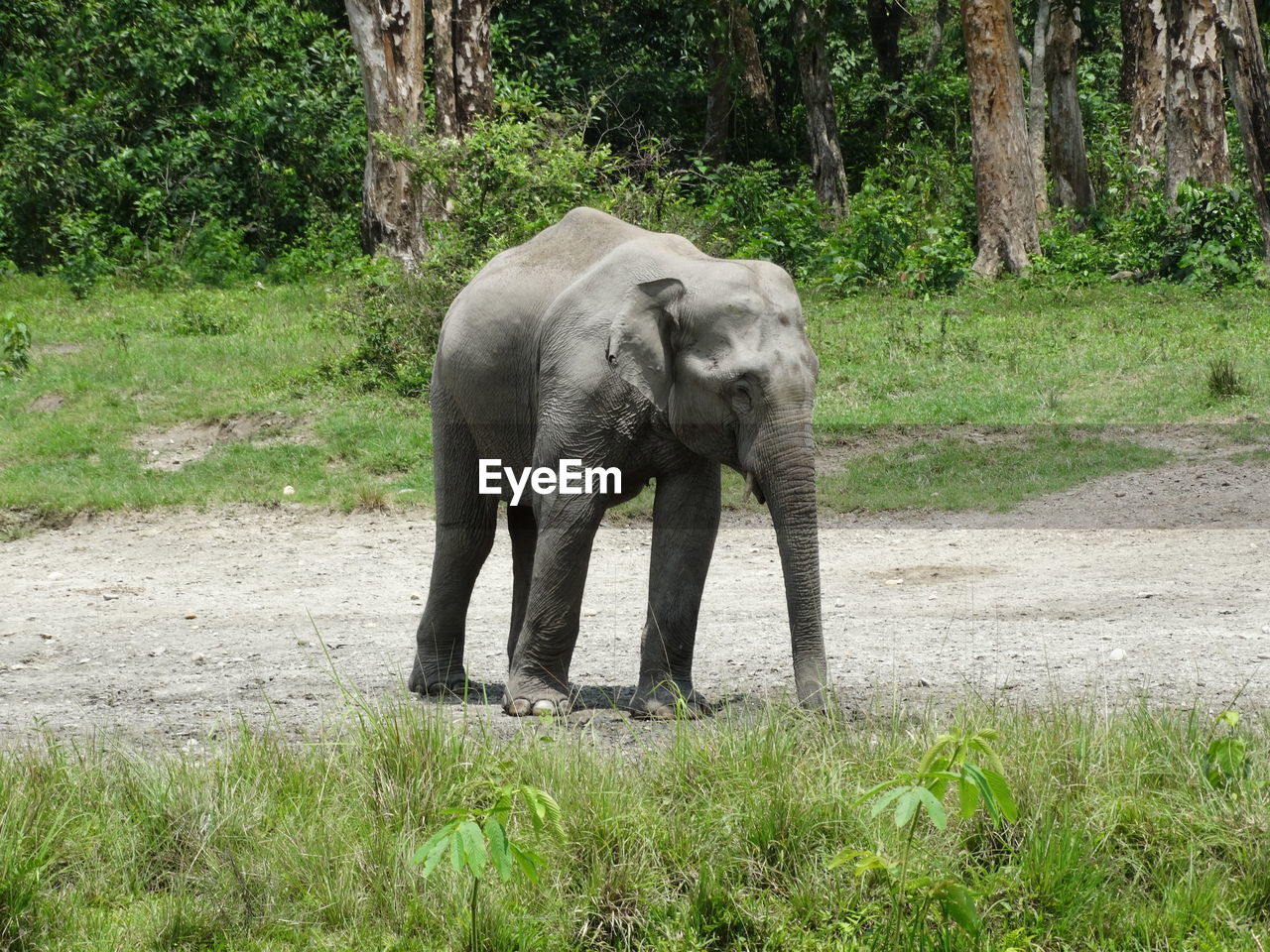 An wild asian elephant calf at jaldapara national park, west bengal, india