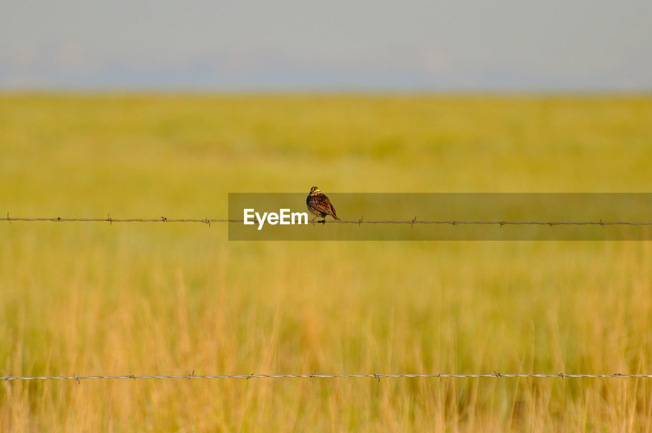 Sparrow perching on barbed wire fence on field