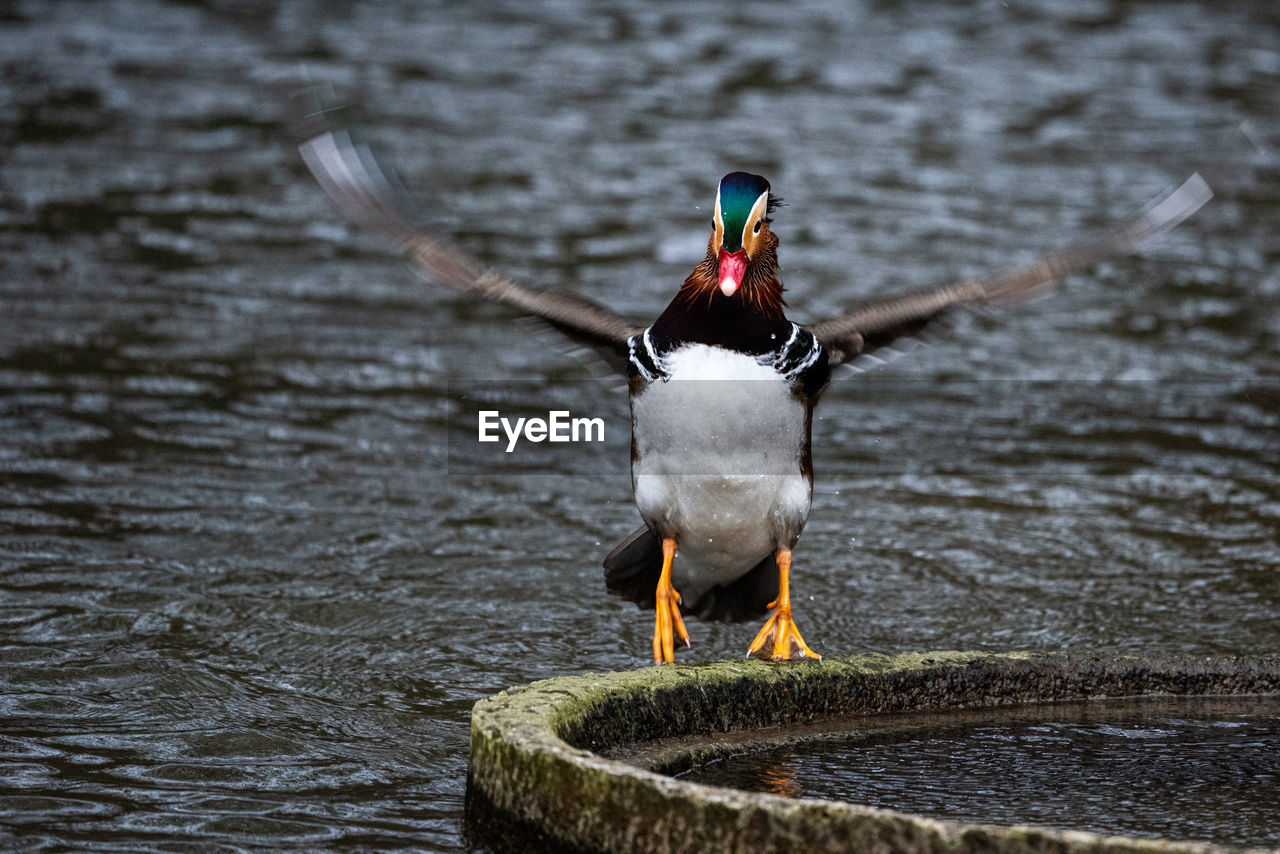 Close-up of mandarin duck in motion