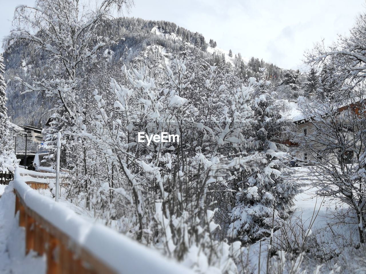 SNOW COVERED PLANTS BY TREES