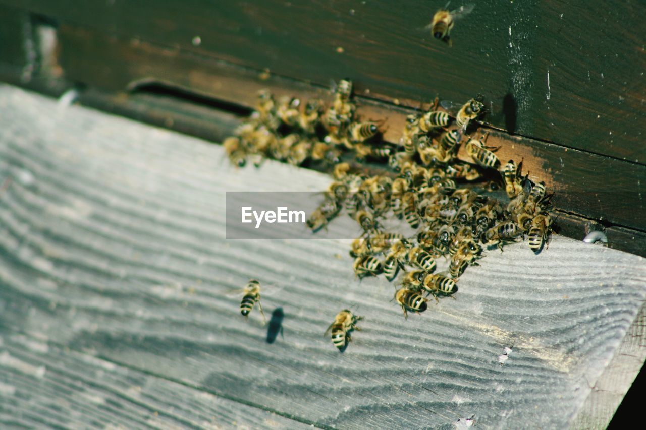 High angle view of bee on wood