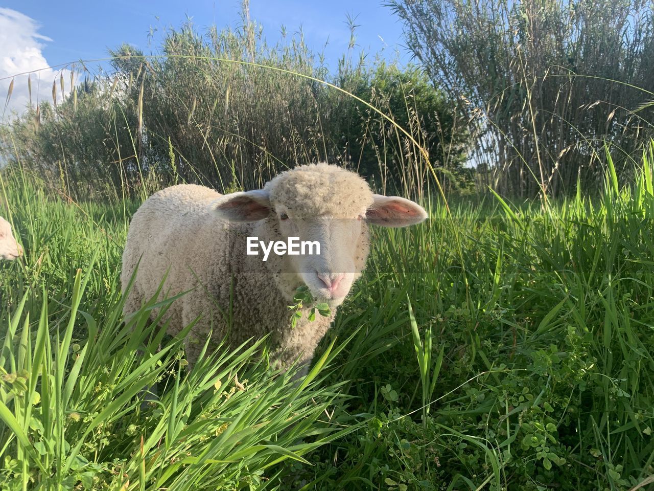 Sheep in a field