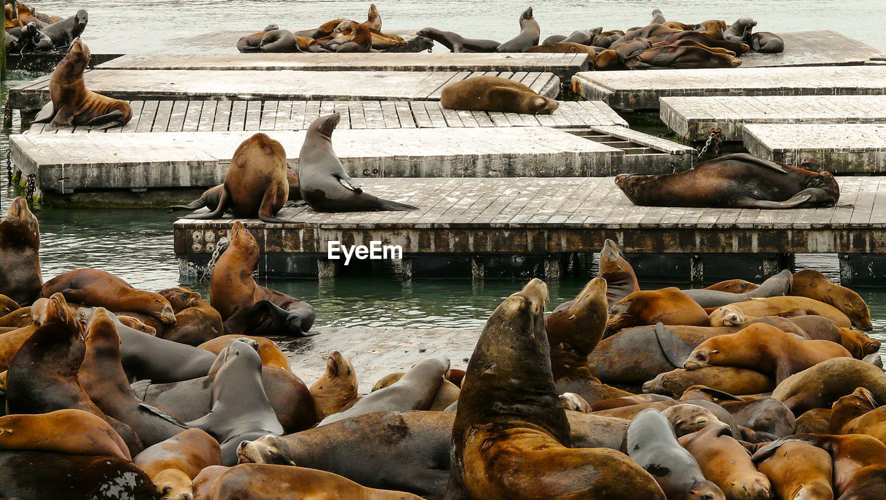 High angle view of seals on pier and sea