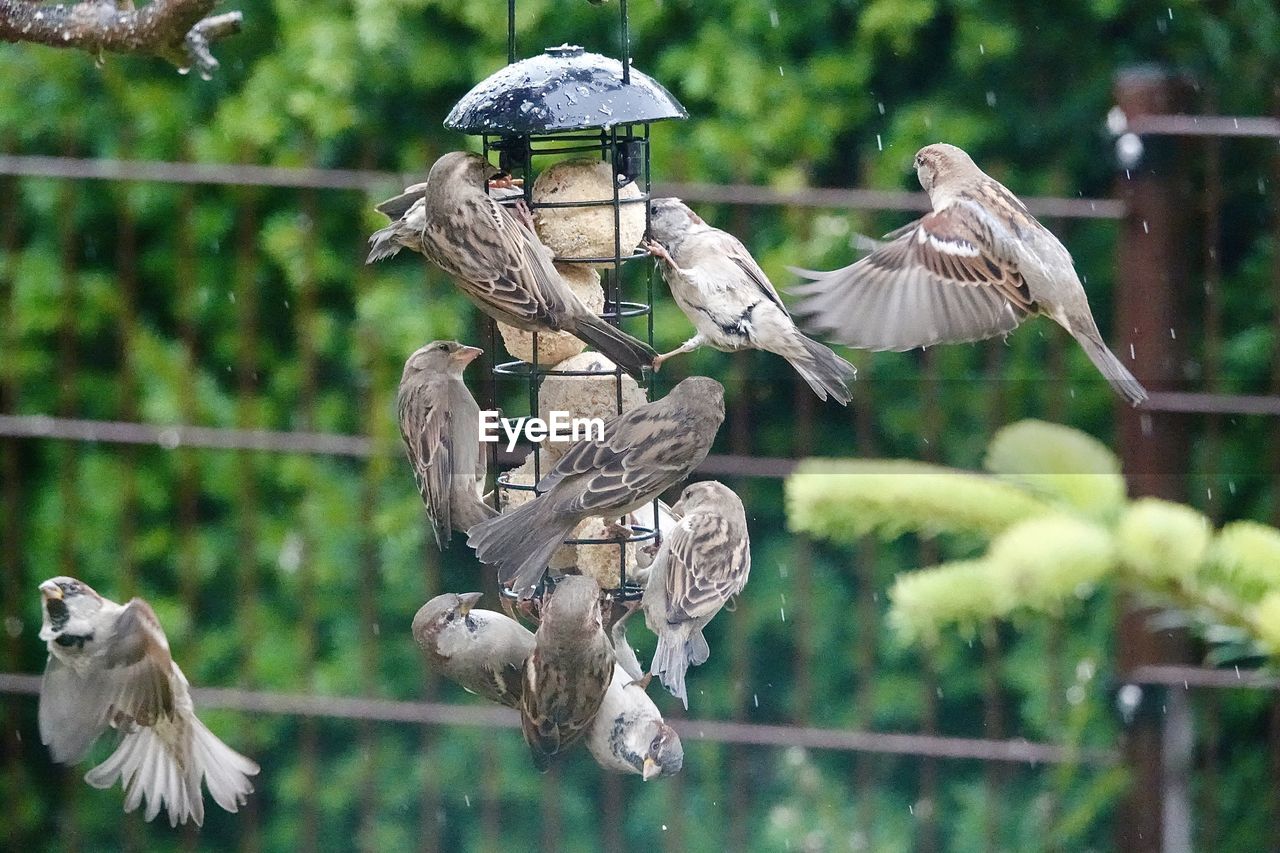 FLOCK OF BIRDS PERCHING ON TREE