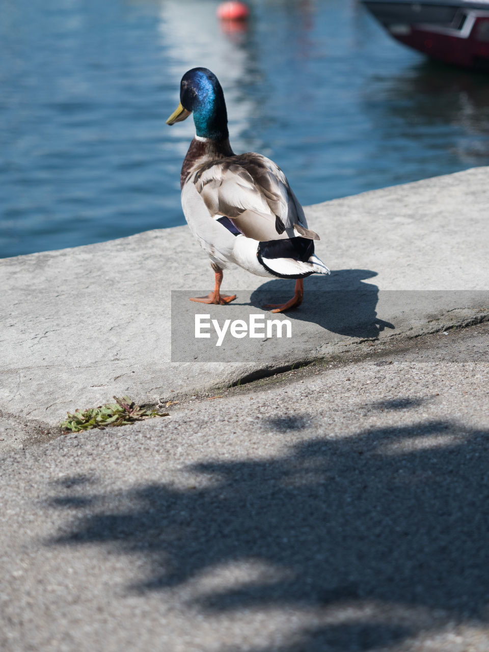 BIRD PERCHING ON A BOAT