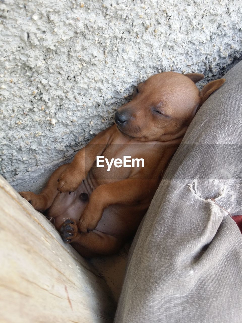 DOG SLEEPING IN BED