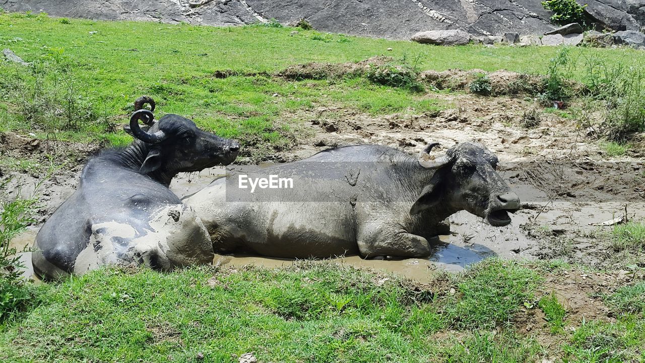 Water buffaloes on dirt field