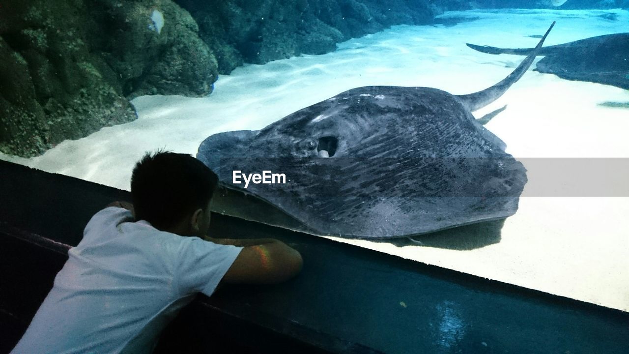 Boy watching stingray in aquarium