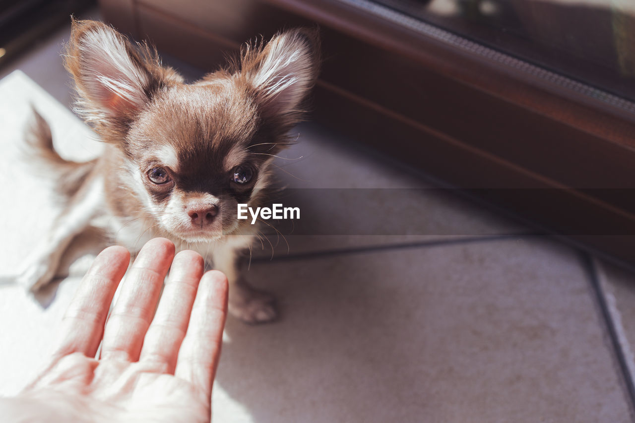 Cropped hand of person by dog at home