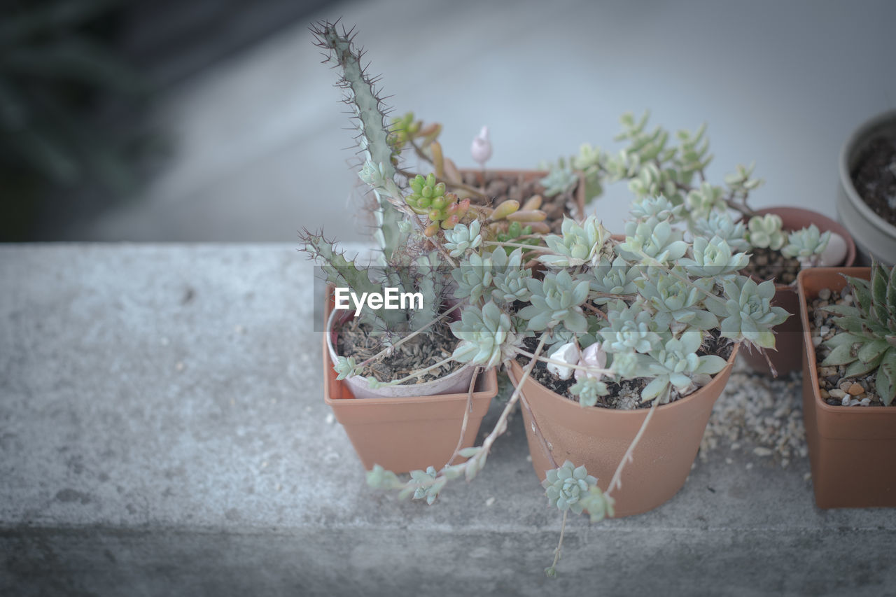 High angle view of potted plants