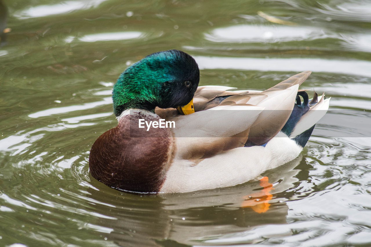 Mallard duck swimming in lake