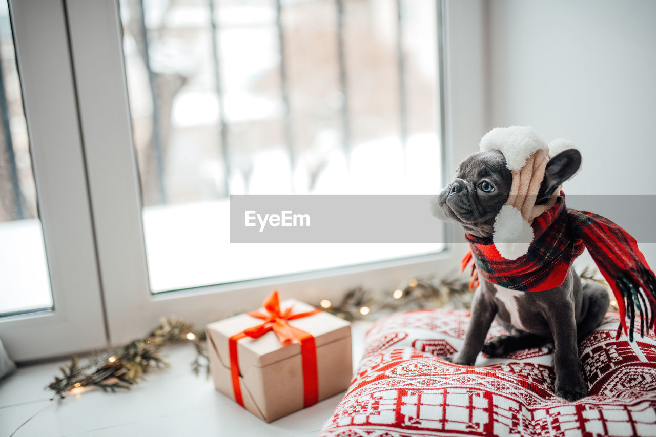 close-up of dog looking through window at home