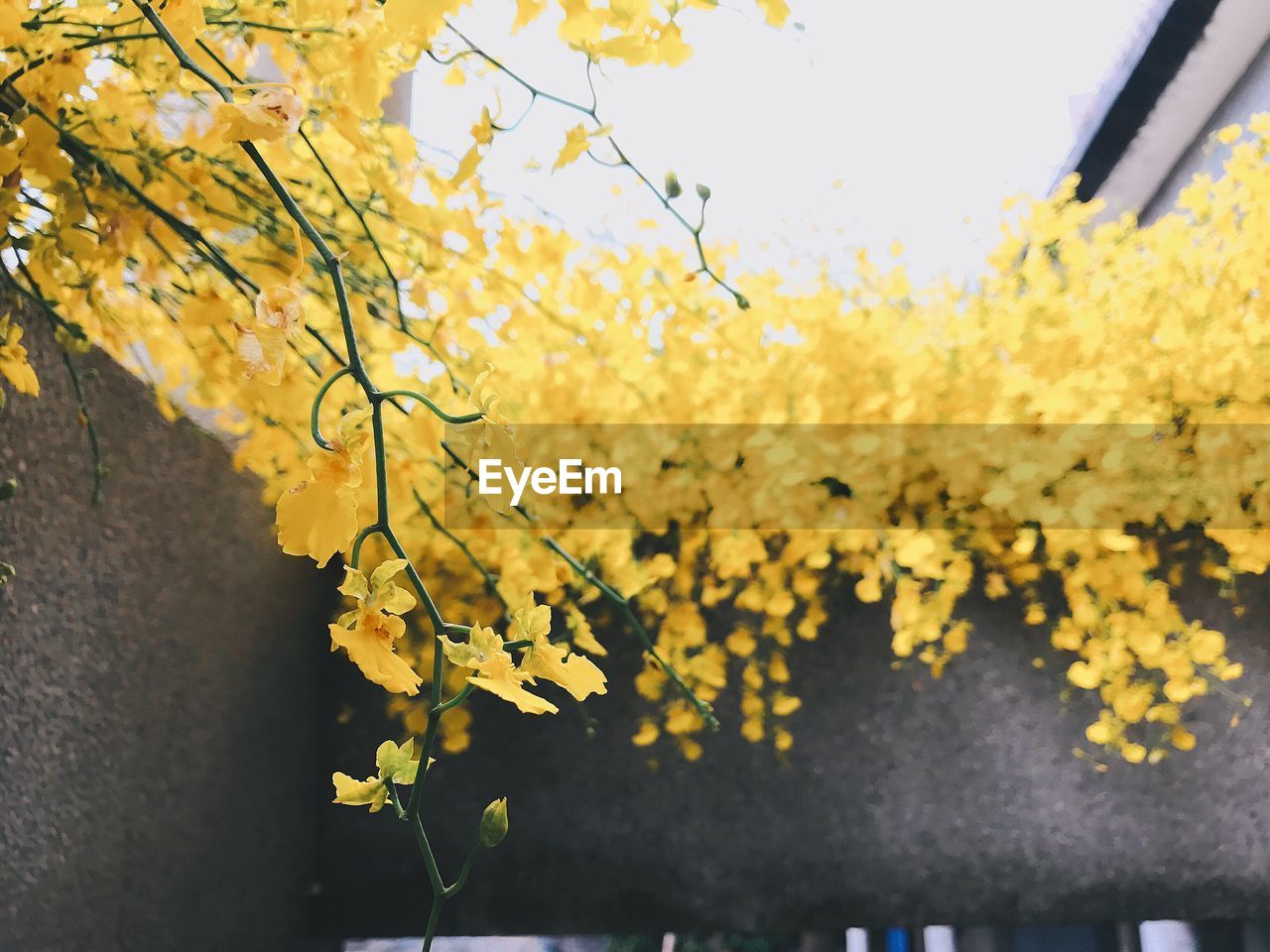 CLOSE-UP OF YELLOW TREE DURING AUTUMN