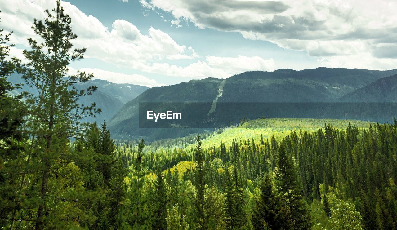 Scenic view of pine trees against sky