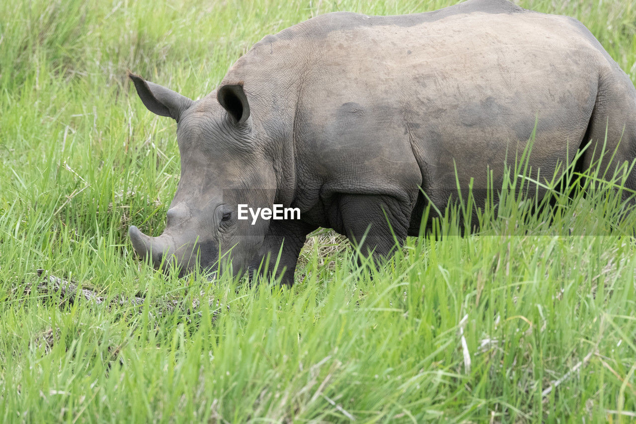 animal themes, animal, animal wildlife, rhinoceros, grass, mammal, wildlife, plant, one animal, no people, field, nature, grassland, indian elephant, day, green, land, livestock, outdoors, grazing, safari, domestic animals, pasture, side view, gray, horned, agriculture, herbivorous