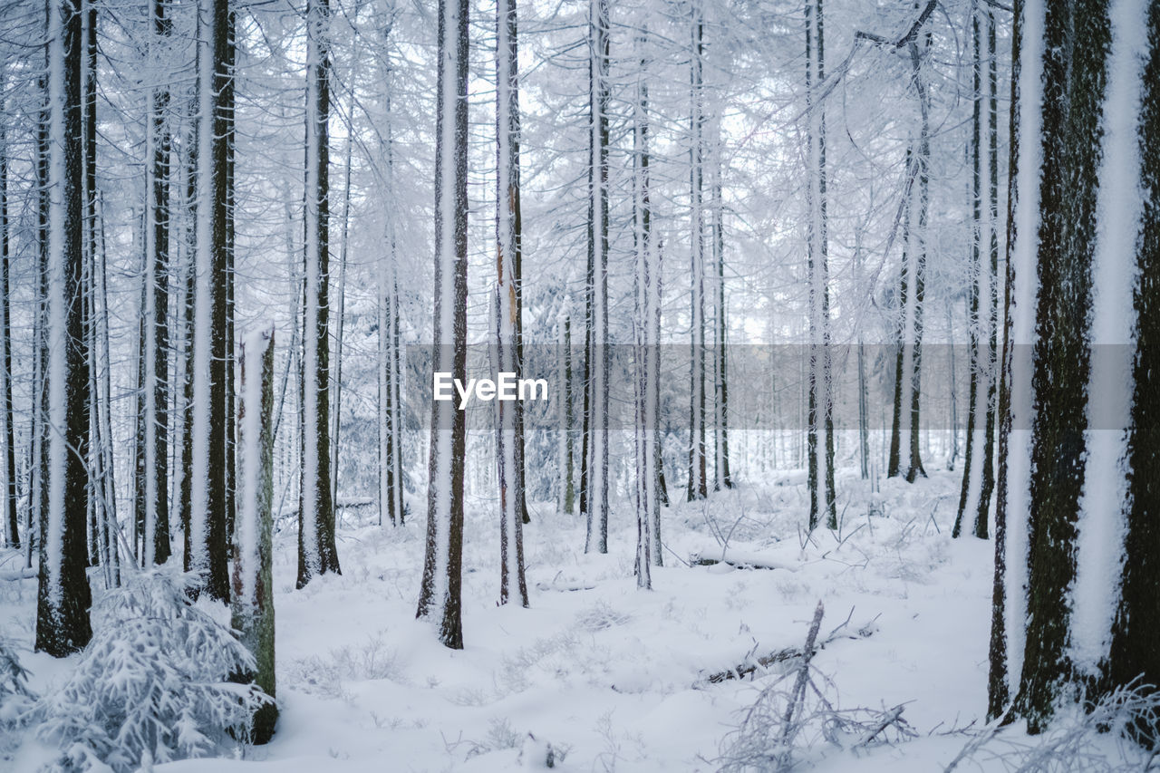 Trees in forest during winter