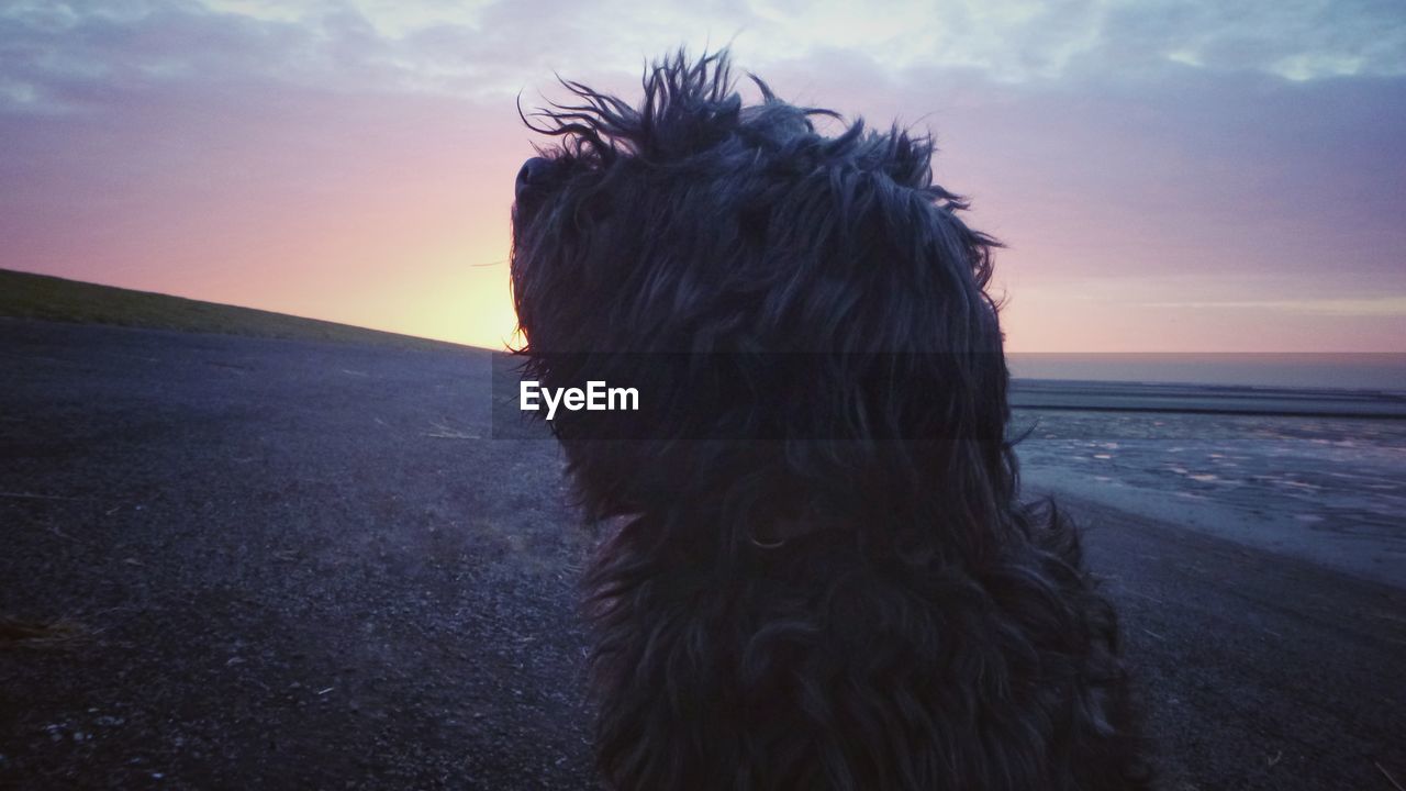 CLOSE-UP OF DOG AT SUNSET