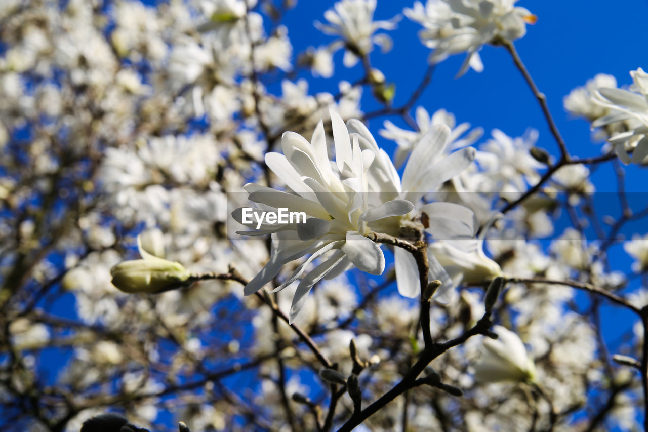 Close-up of white blossom against blue sky