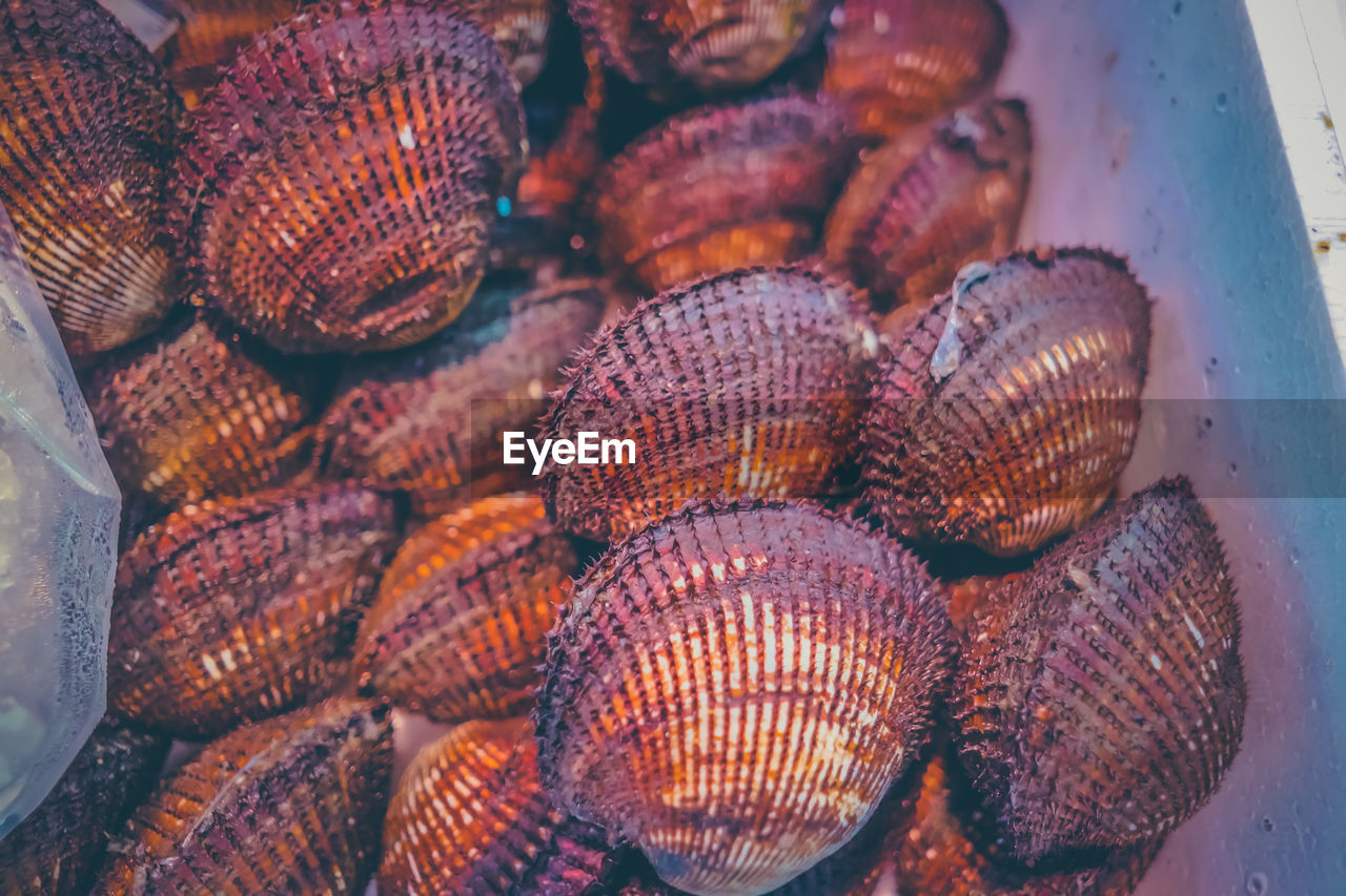 Extreme close up of shellfish