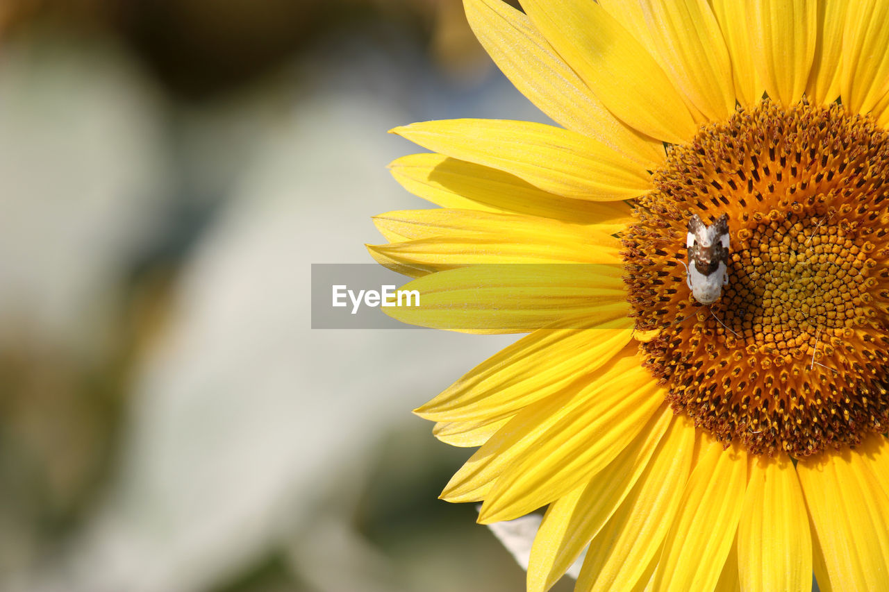 Macro shot of insect pollinating on sunflower