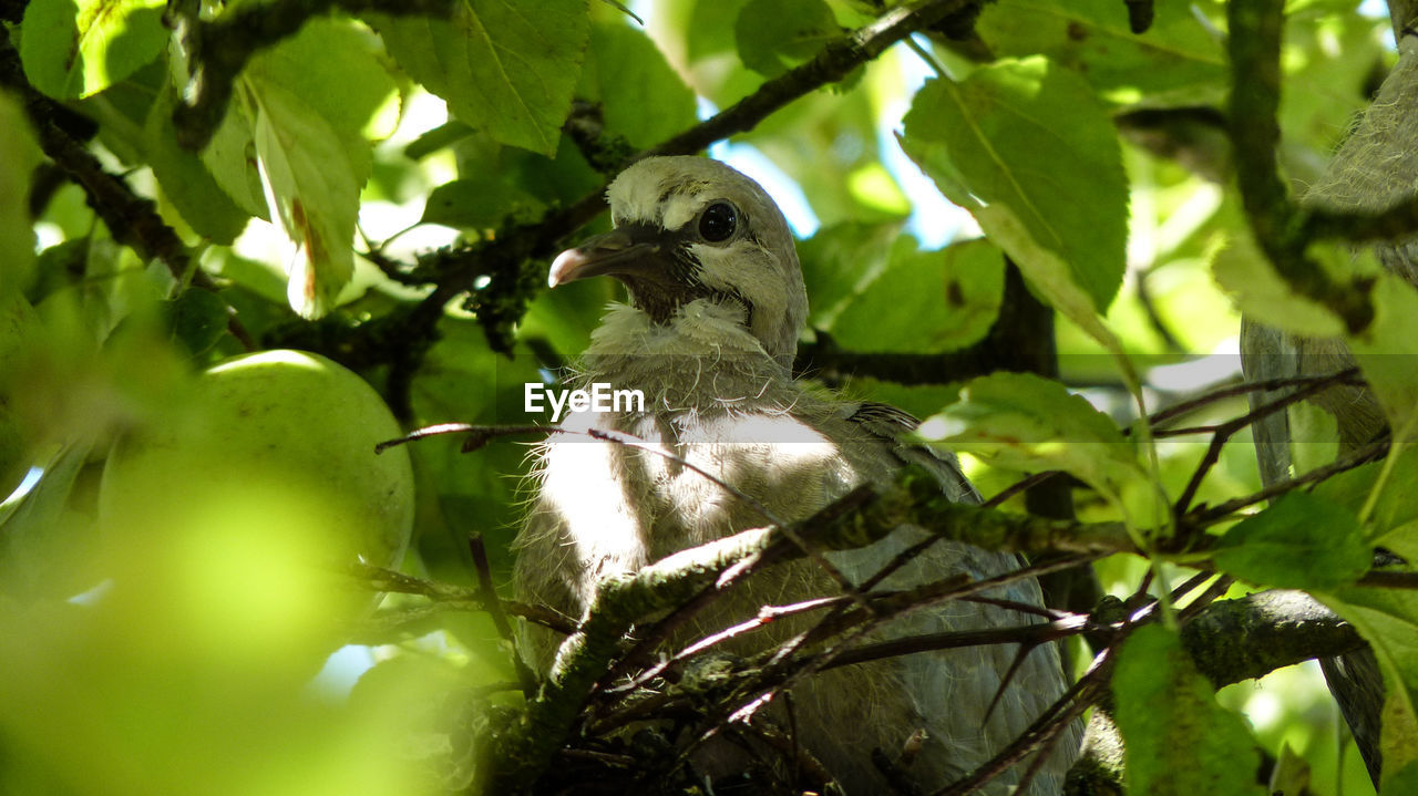 LOW ANGLE VIEW OF BIRDS PERCHING ON TREE