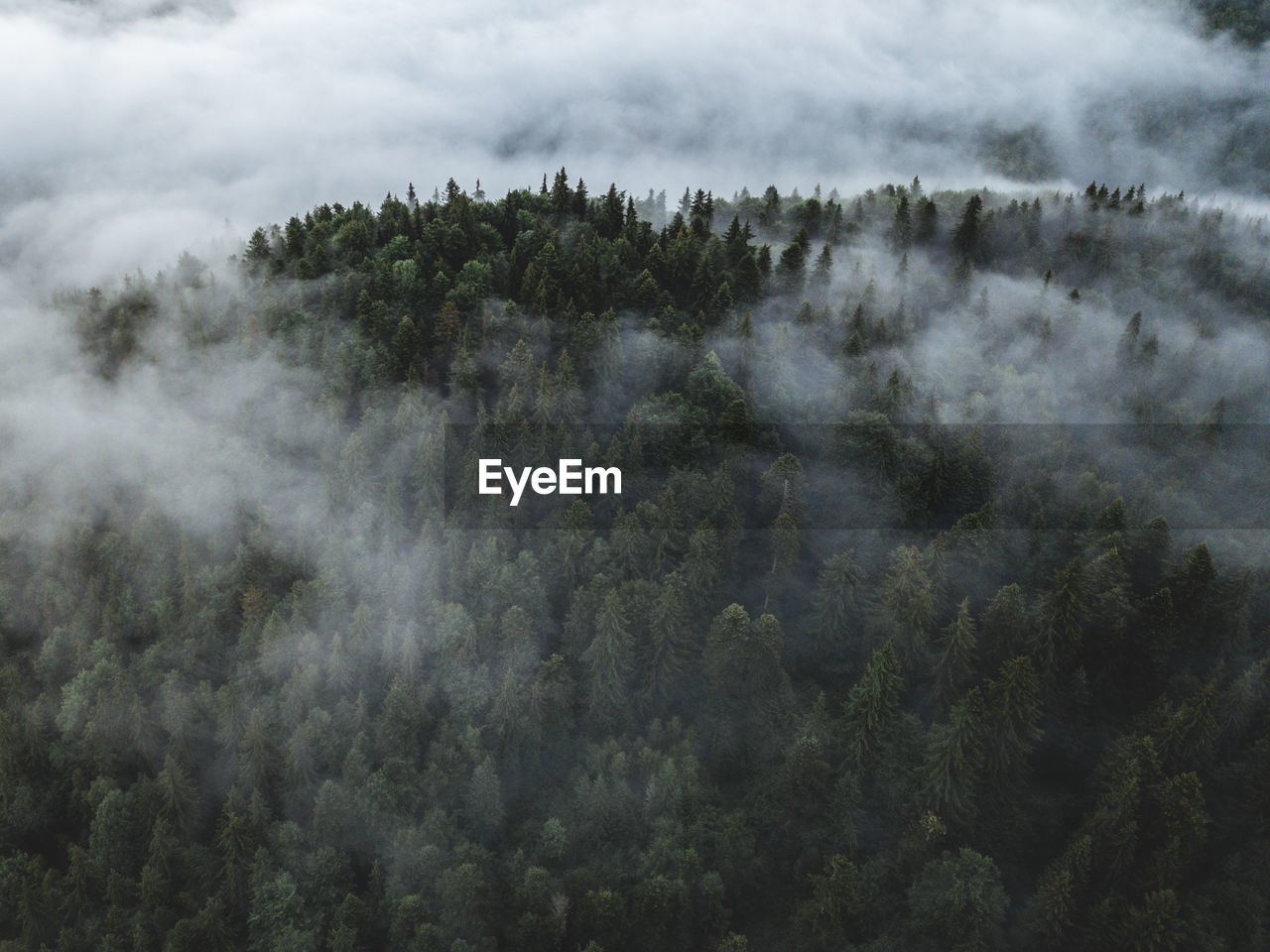 Scenic view of forest against sky