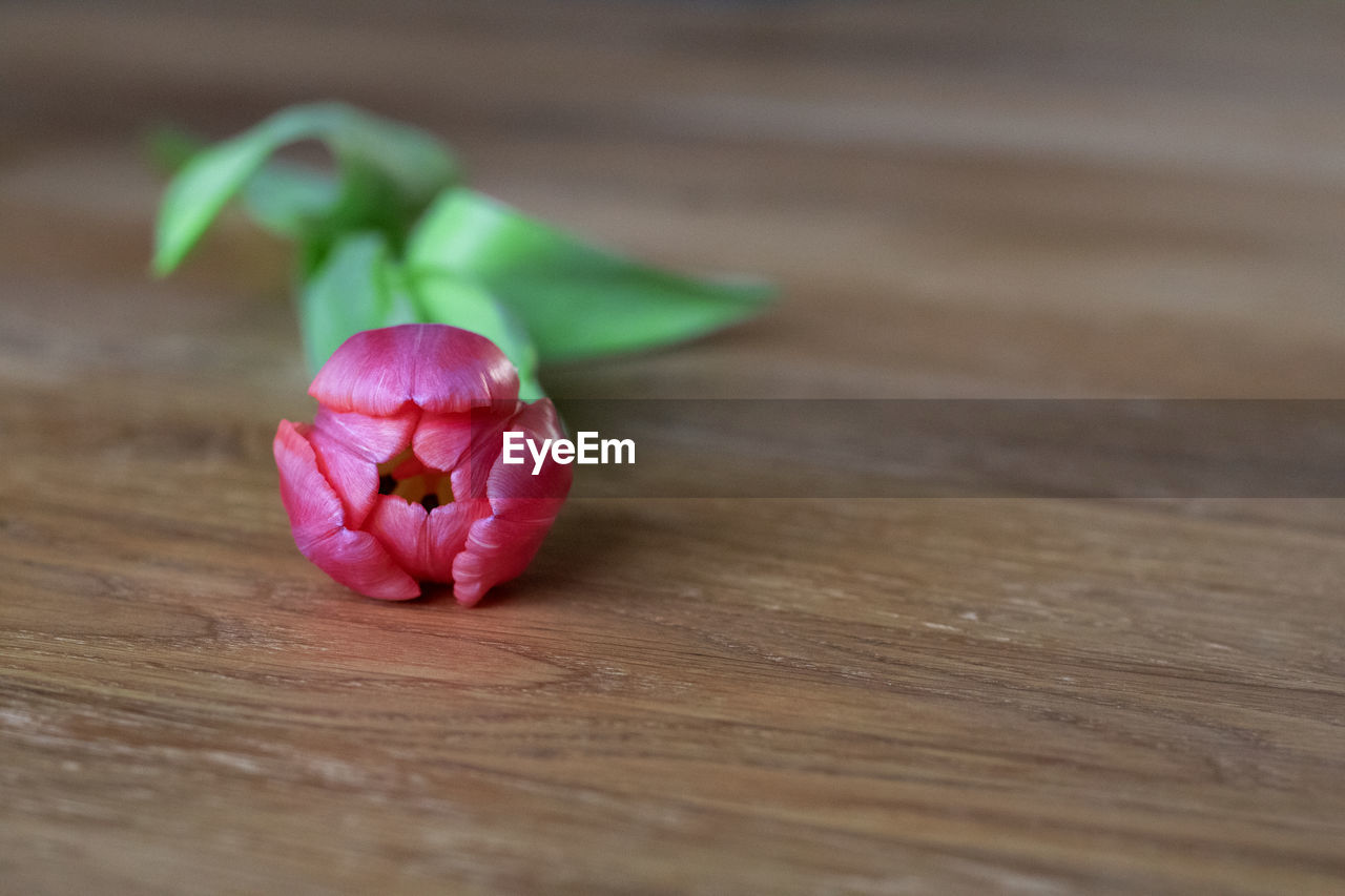 Close-up of pink tulip on table