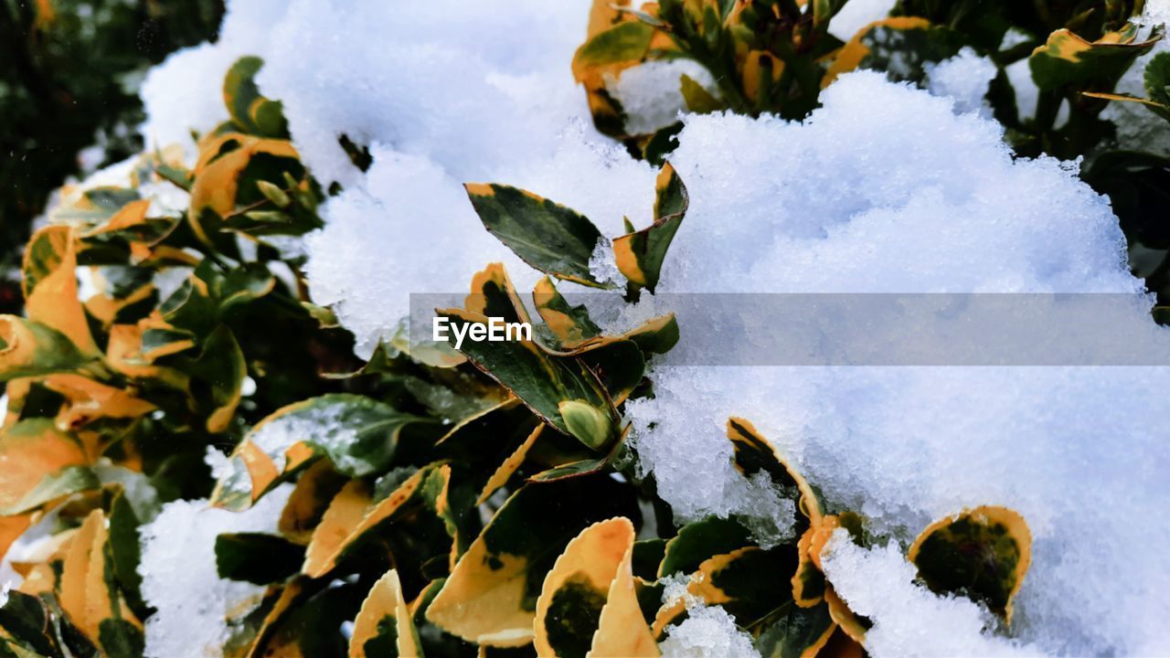 CLOSE-UP OF SNOW COVERED PLANT LEAVES DURING WINTER