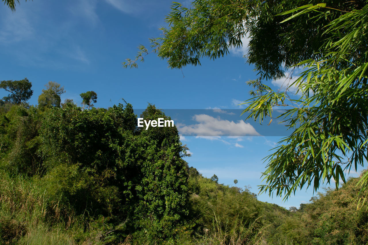 Low angle view of trees against sky