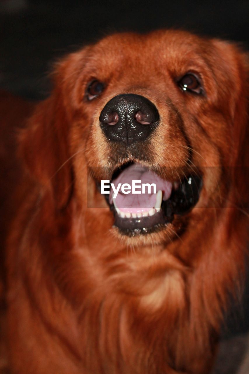 CLOSE-UP OF DOG