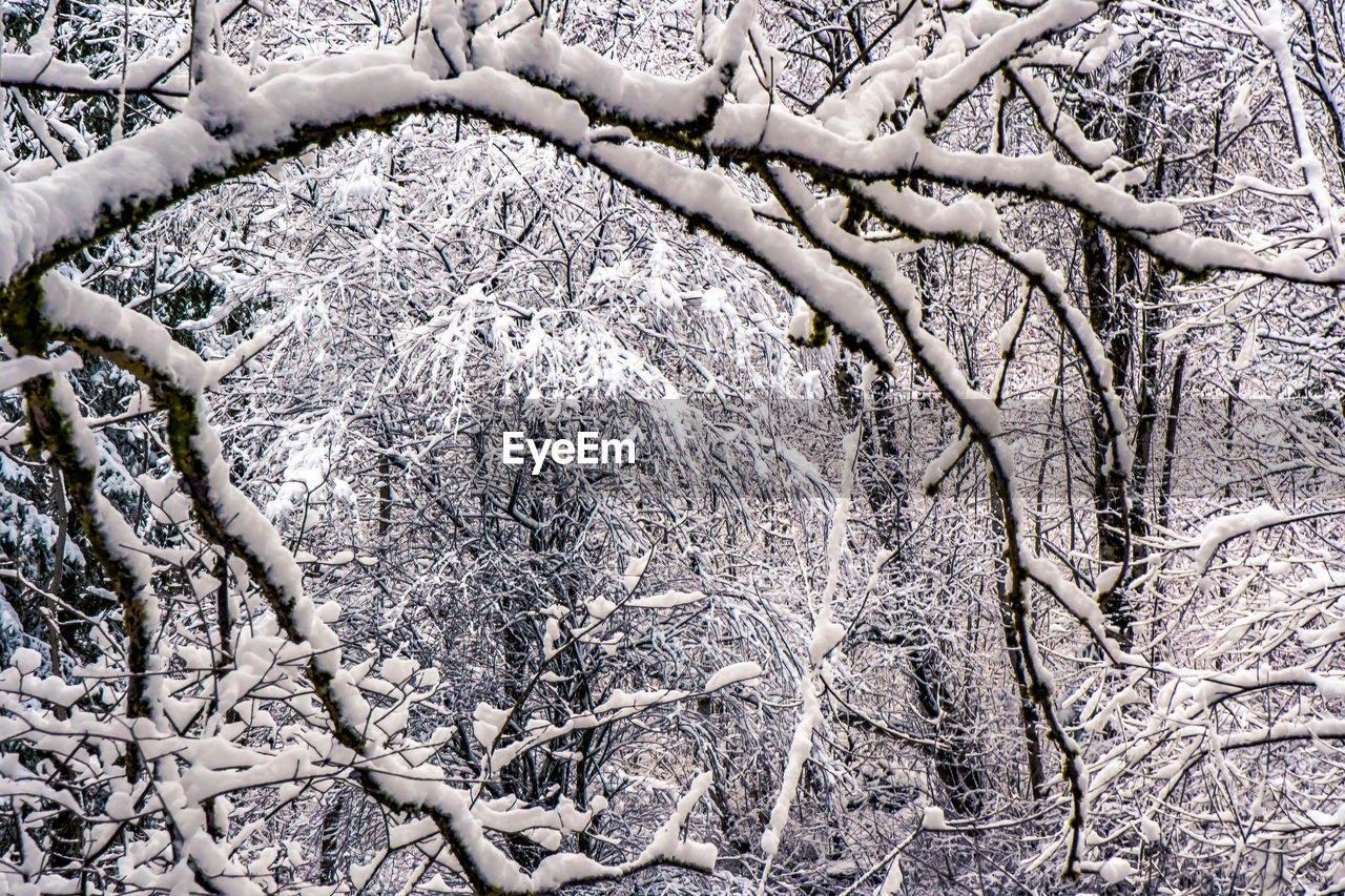 CLOSE-UP OF BARE TREES IN SNOW