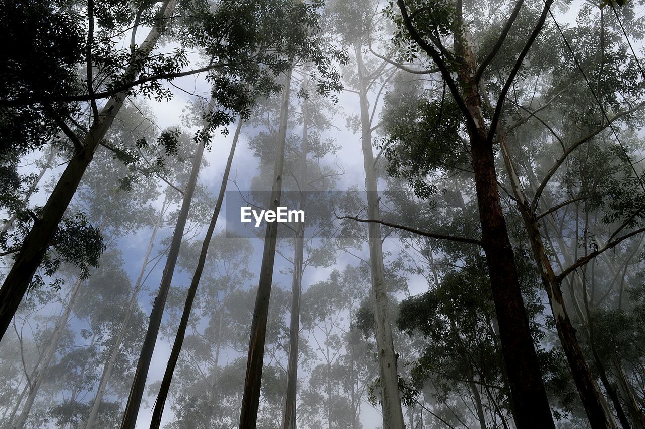 Low angle view of trees in forest