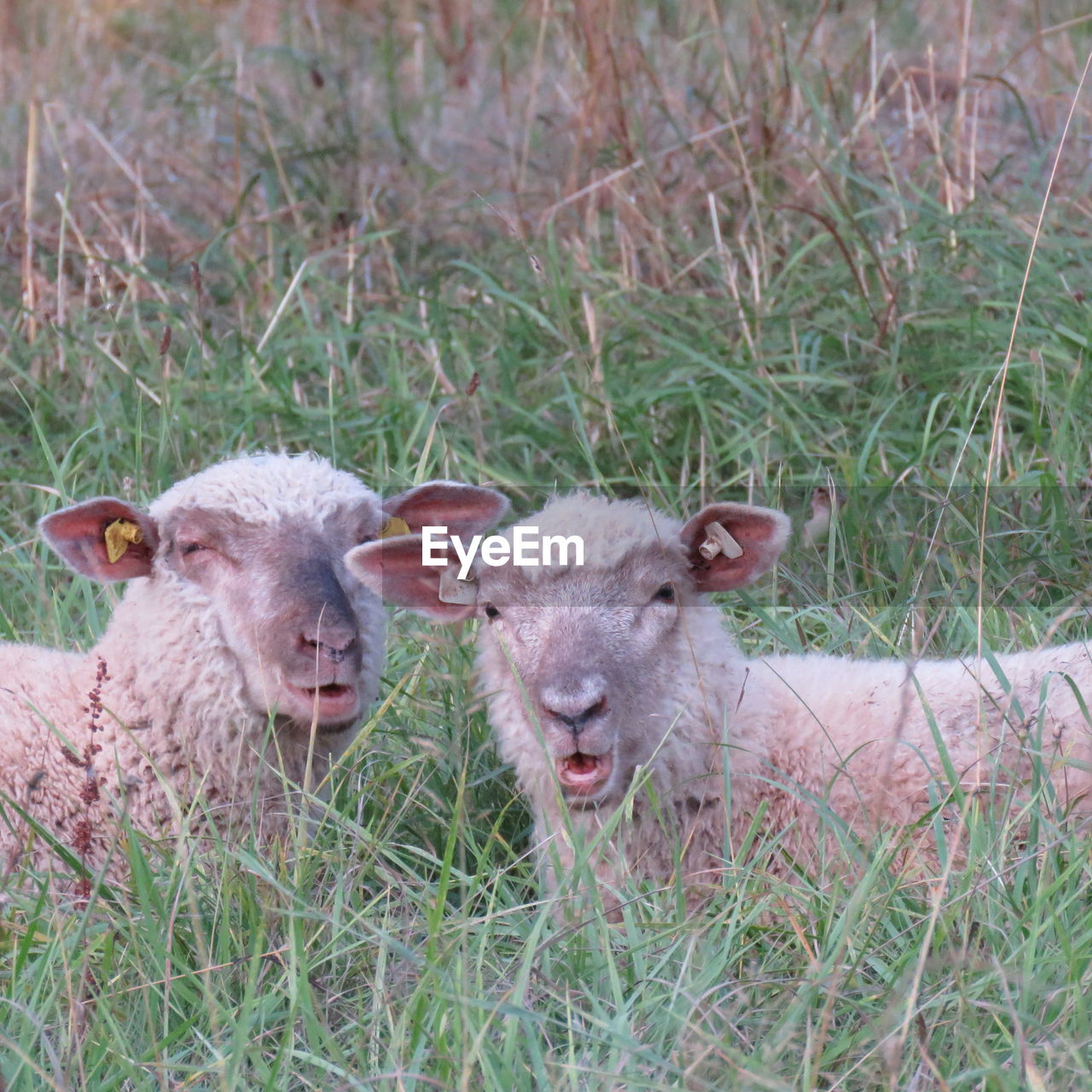 Portrait of sheep on field