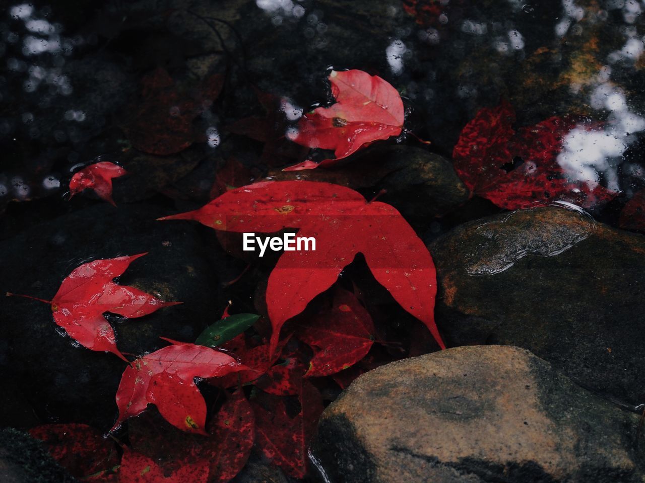 CLOSE-UP OF RAINDROPS ON RED LEAVES DURING AUTUMN