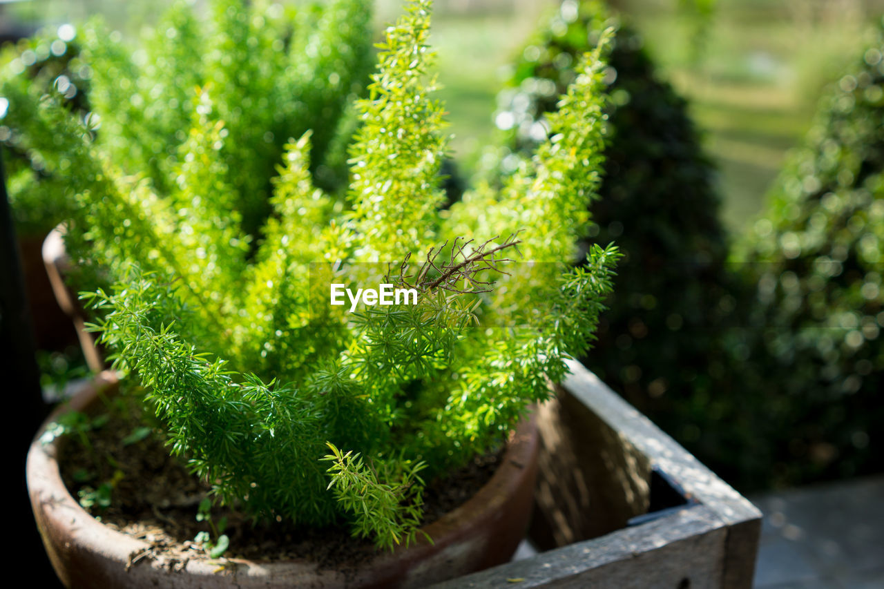 Close-up of potted plants