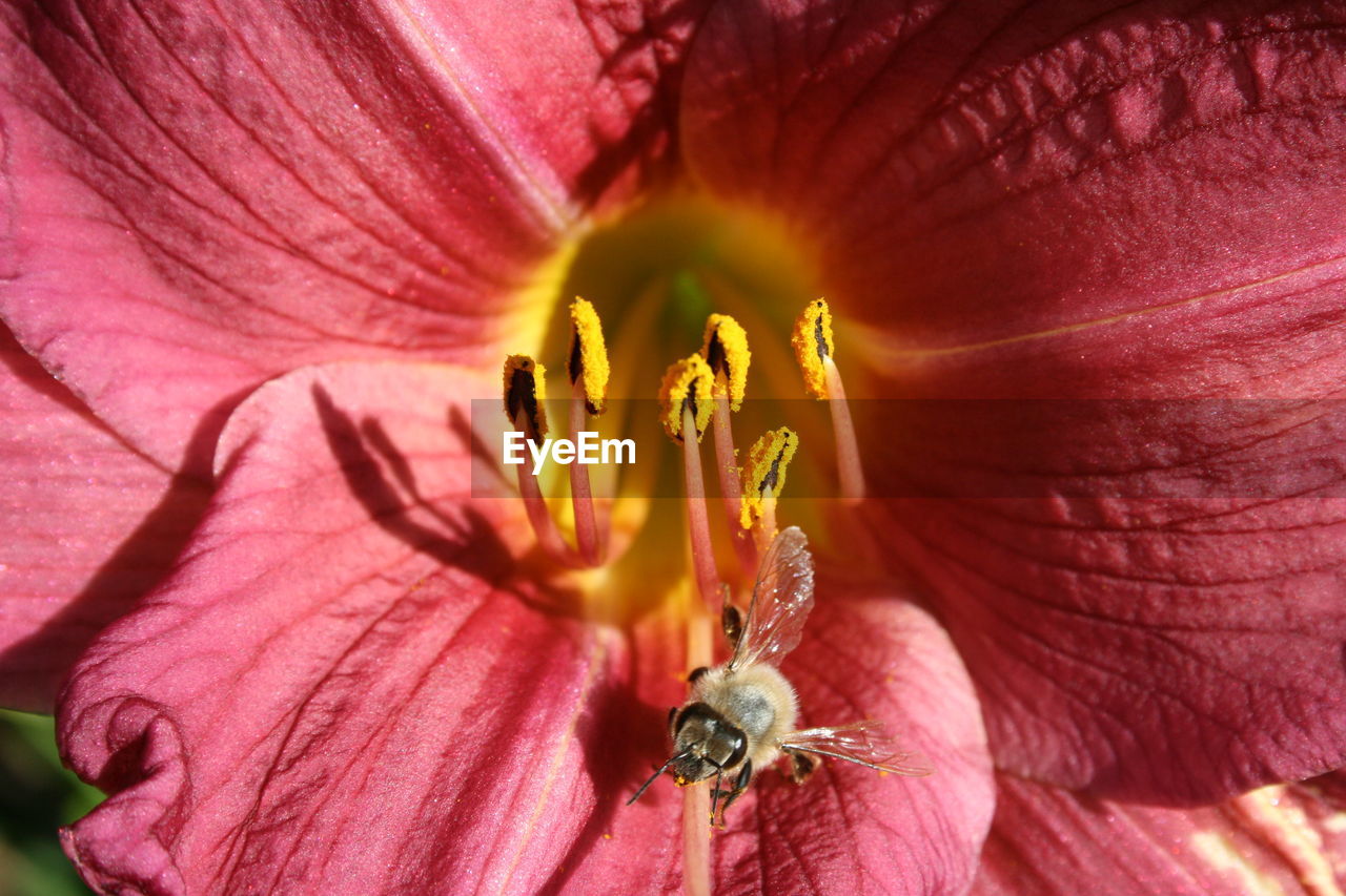 Macro shot of pink flower