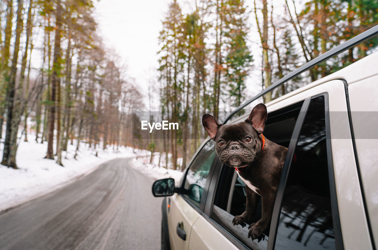 Portrait of french bulldog dog in car on winter forest road